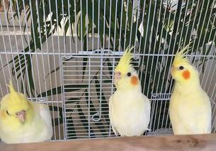 娱乐吃瓜君遛鸟,揭秘娱乐圈幕后趣闻